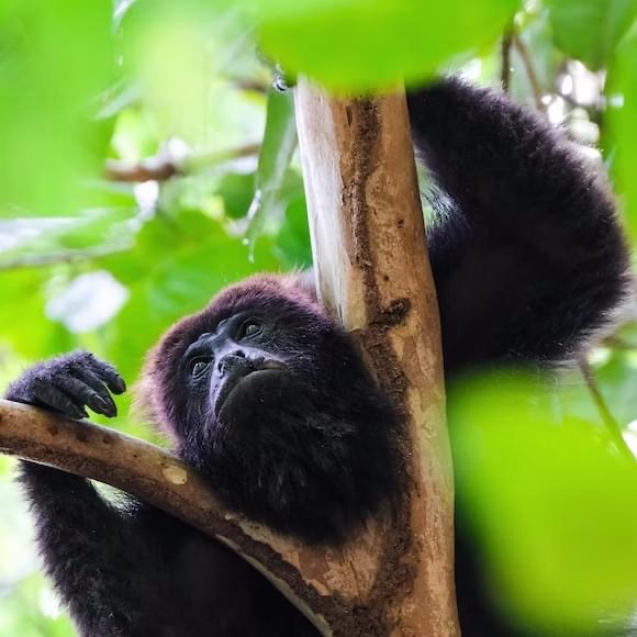 Did you know that canopy bridges are an important part of #primate #conservation?
 
This month we published #research by Azofeifa Rojas &amp; Gregory investigating #canopybridge influence on mantled #howlermonkey populations.

#Abstract available here: brill.com/view/journals/…