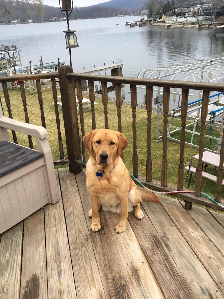 ECADServiceDogs's tweet photo. Koi enjoying his Thanksgiving with Putter! Relaxing and enjoying his time during this long weekend away! But it’s back to work today!
https://t.co/NKxcXmZCCi
#ecadservicedogs #ecad #bestservicedogs #bestdogs #servicedogs #servicedogtraining https://t.co/lk3hWYZudx