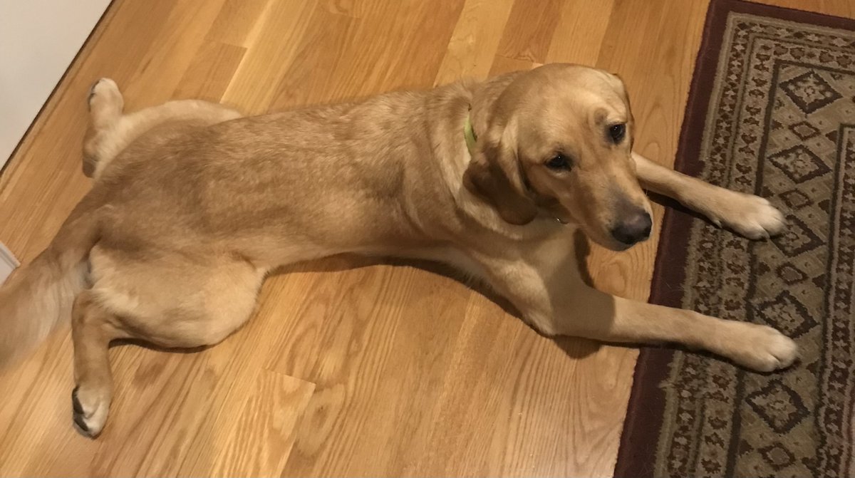ECADServiceDogs's tweet photo. Koi enjoying his Thanksgiving with Putter! Relaxing and enjoying his time during this long weekend away! But it’s back to work today!
https://t.co/NKxcXmZCCi
#ecadservicedogs #ecad #bestservicedogs #bestdogs #servicedogs #servicedogtraining https://t.co/lk3hWYZudx