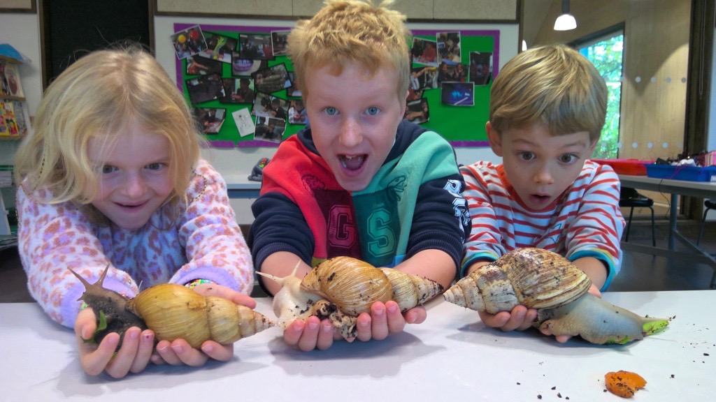 The #KWSPrepSchool Science Department has recently welcomed the arrival of six Giant African Land Snails. The children are now becoming expert handlers.