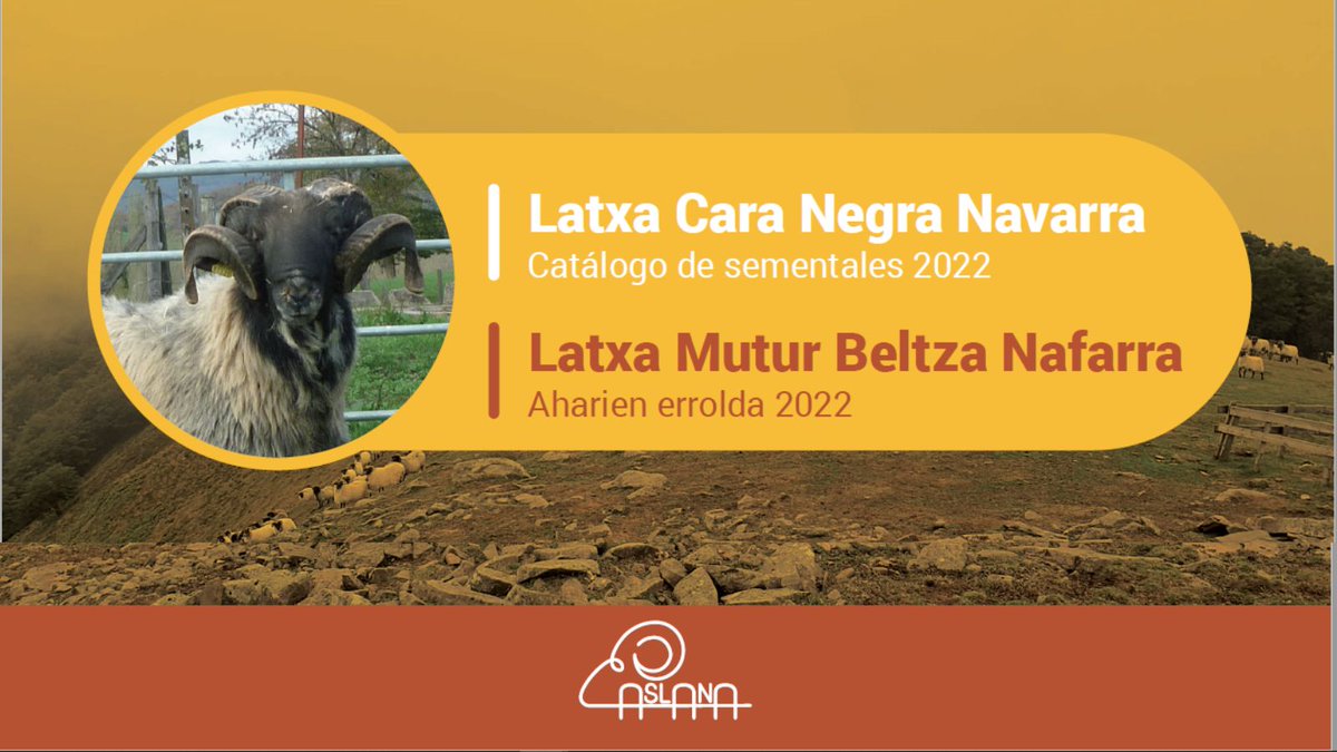 IntiaSa's tweet photo. Publicado el nuevo catálogo 2022 de Sementales de #Ovino de raza Latxa de Cara Negra de Navarra de #ASLANA (Asociación de Criadores de Ovino de raza #Latxa de Navarra).

Se muestran los moruecos utilizados en la campaña de inseminación artificial.

+INFO: https://t.co/b6CqJLI6BZ https://t.co/2NXlSat1Yi