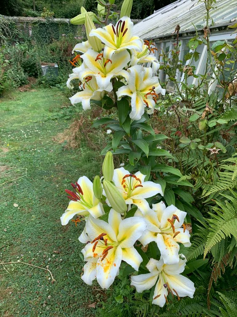 CwllGardenSoc's tweet photo. As we head into winter, share your summer photos like this #GoldenRayedLily (Lilium auratum) #CGS #ShareYourGarden #SummerBlooms #Lilies https://t.co/625IMXq9qn