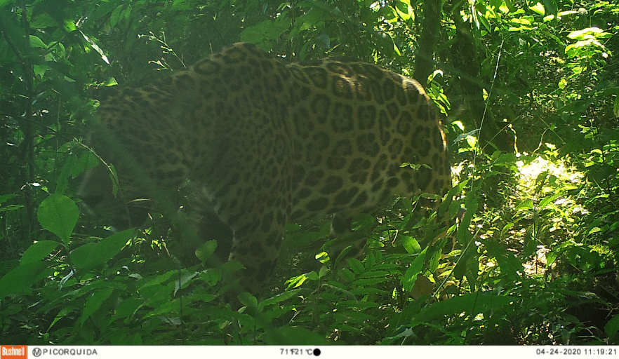 Out today🐆

Using camera traps in the Baritú–Tariquía Corridor of Argentina &amp; Bolivia, Caruso et al. confirmed the presence of jaguars! The records show this is a functional corridor for #jaguars that can benefit from cross-border conservation projects🇦🇷🇧🇴doi.org/jnt4