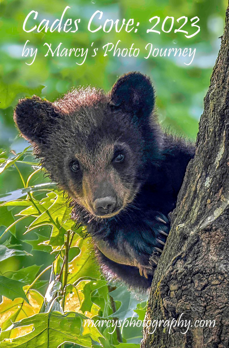 marcywielfaert's tweet photo. Yes, We are participating in Cyber Monday!  20% off at our Etsy shop. See our line of notecards and beautiful Smokies Calendars 
 https://t.co/D7C4muuP9E #etsy  #etsygifts #etsysale #Calendar #smallgift #inexpensive, #knoxville #cadescove #smokies #smokymountains https://t.co/aNB6pmErhK