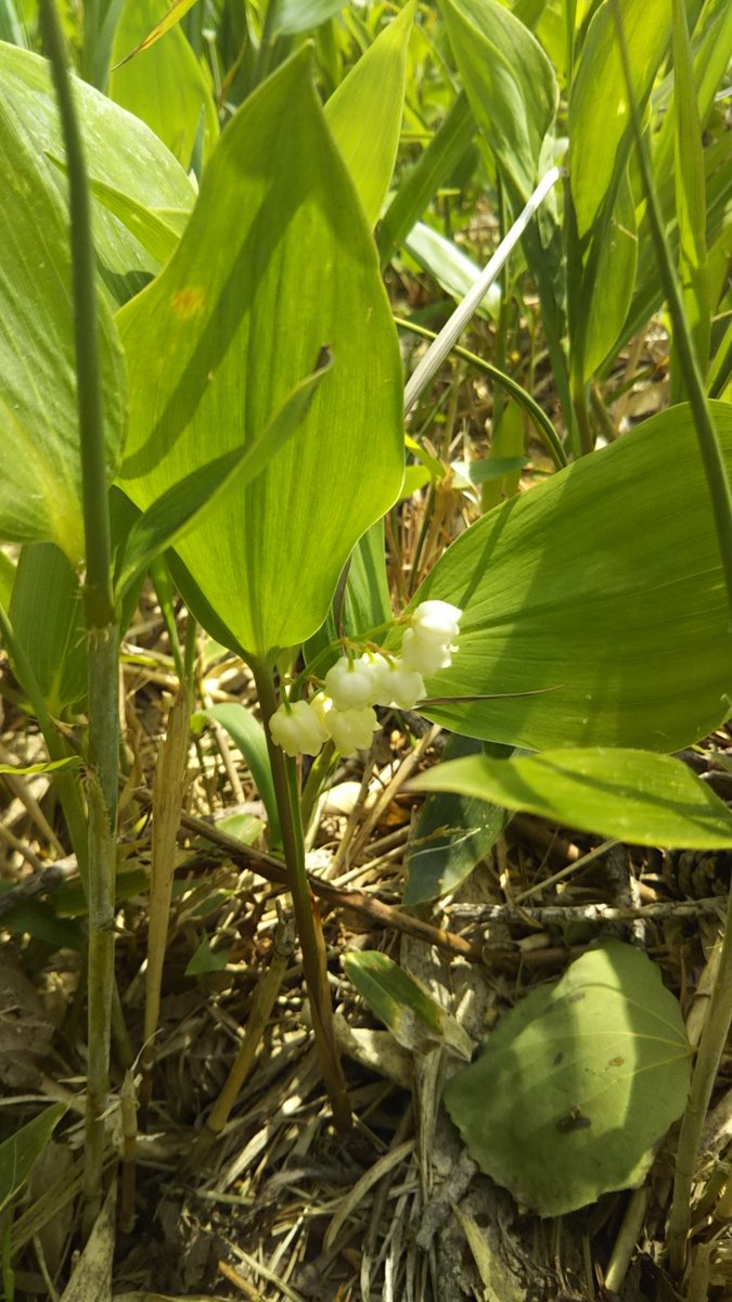 FlowerPhoto2's tweet photo. スズラン（キジカクシ科スズラン属）
写真のスズランは園芸品じゃなくて、日本在来のスズラン（長野の菅平高原で撮ったよ）。高原とかの日当たりの良い場所に咲く。園芸品種の大きな花のスズラン（ドイツスズラン）もいいけど、小さな花のスズランも好き
#花.176 #花写真 #写真好きな人と繋がりたい https://t.co/27MCtUgpVu