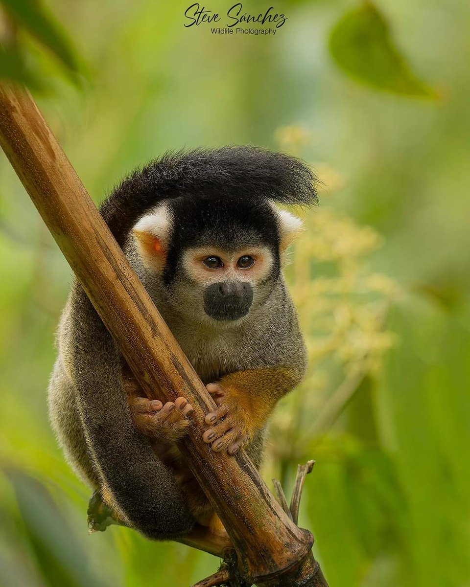 Black-capped Squirrel-Monkey from the Manu National Park in Peru, ask for our new dates 2023 https://t.co/yTNxnnaX30