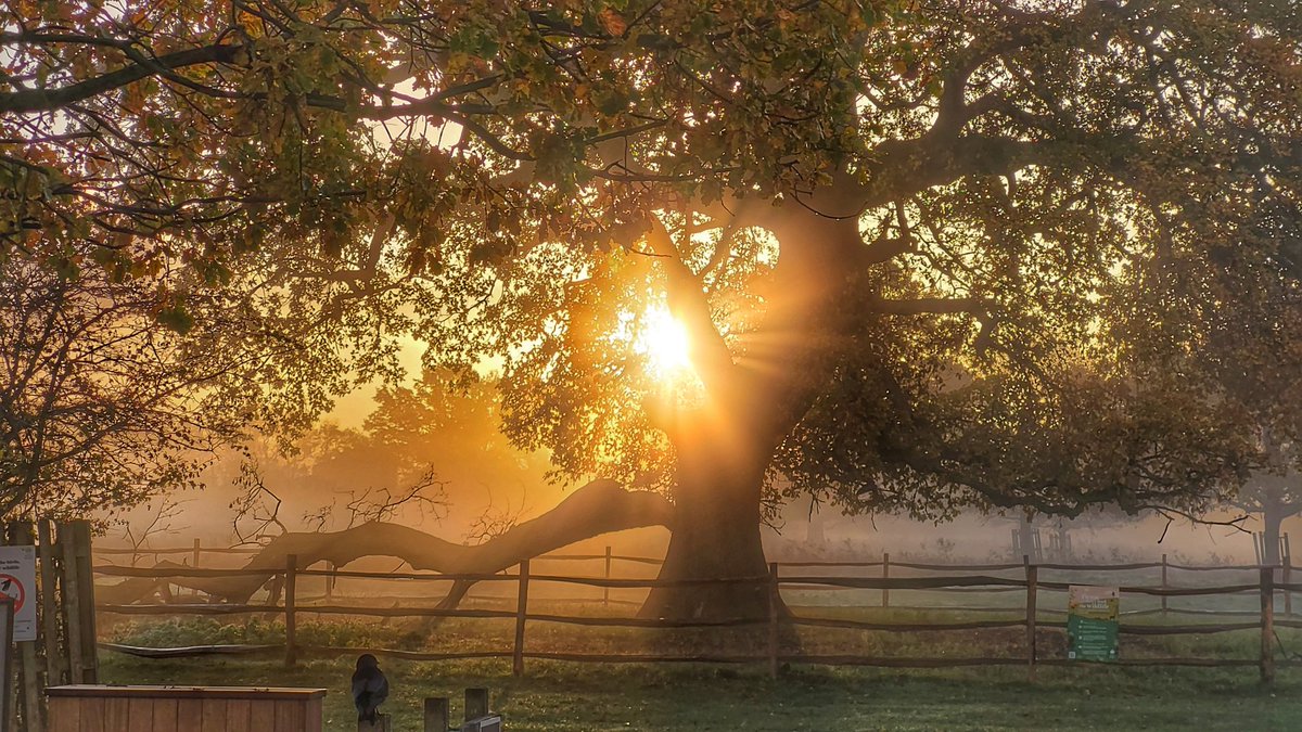 Beautiful sunrisetime on a misty Monday morning 🌄  Beautiful way to start the week 😀 ❤️ 

#loveukweather #capturingbritain_nature #landscape #bushypark @theroyalparks @itvlondon @SallyWeather @TotallyRichmond @metoffice @WildLondon #NationalTreeWeek