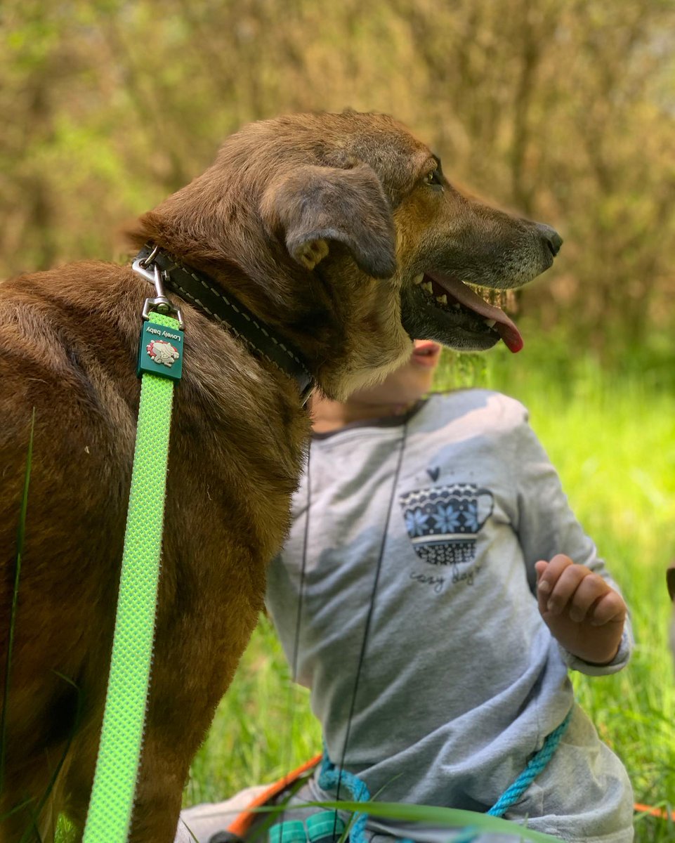 We did everything for them in order to get them there. It's the contract we have with each animal. There is one last thing. 
To get them from the Foster to calais.
We need to rent a car,we need to drive 8hr back and forth. 
One last effort mention UK trip in your donation.