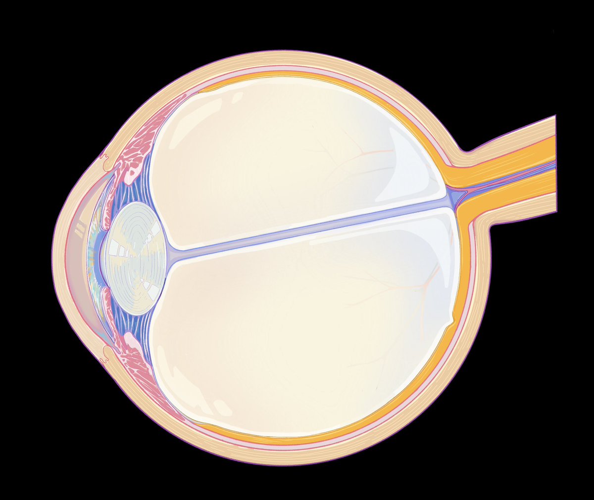 gaogaibaigu's tweet photo. Some strange attempts on medical illustration.#biovisualization https://t.co/ChJks3XRUz