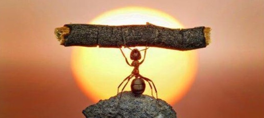 Photographer Andrey Pavlov took one of the most impressive macro photos of ants you'll ever see.