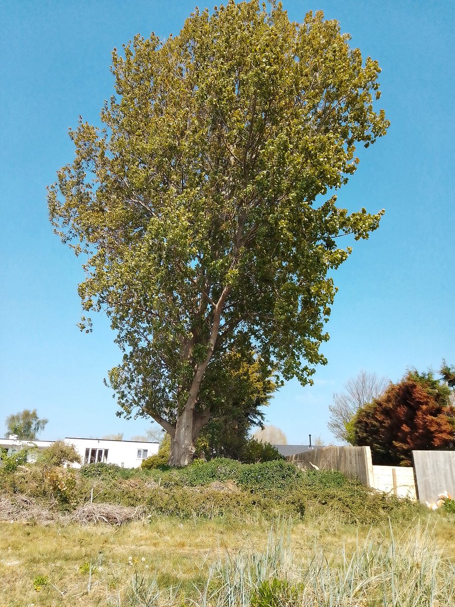 MogRagga's tweet photo. Our trees are precious. Essential for the well-being of the earth, shelter for wildlife and keepers of ancient knowledge.
#NationalTreeWeek #Trees #AncientTrees #treefolklore #MHHSBD #wildearth https://t.co/But9OPb4rF