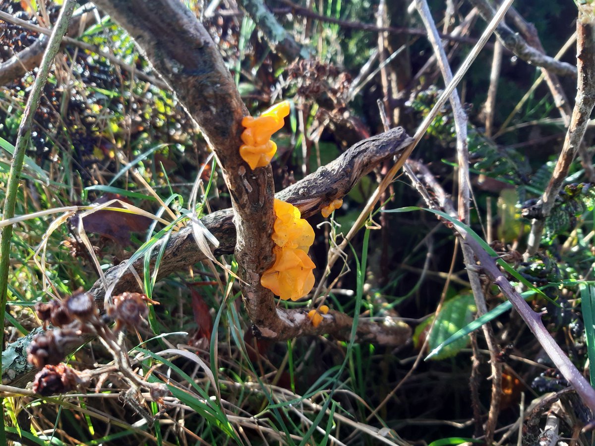 Witches butter Treen Common #PenwithMoors. #Cornwall