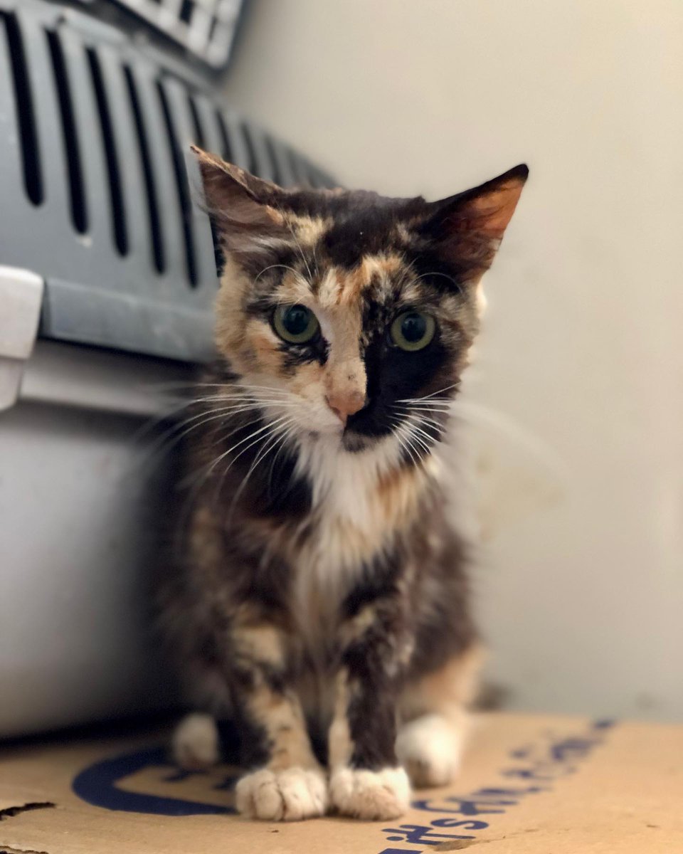 Yeah, cats go through out TNVR program, too. We trap them, vaccinate, neuter and then release them back to their territory. 
But this girl didn't just come to be sterilised and vaccinated,she came because of her most likely broken front leg,too.
She's seeing the vet this week.