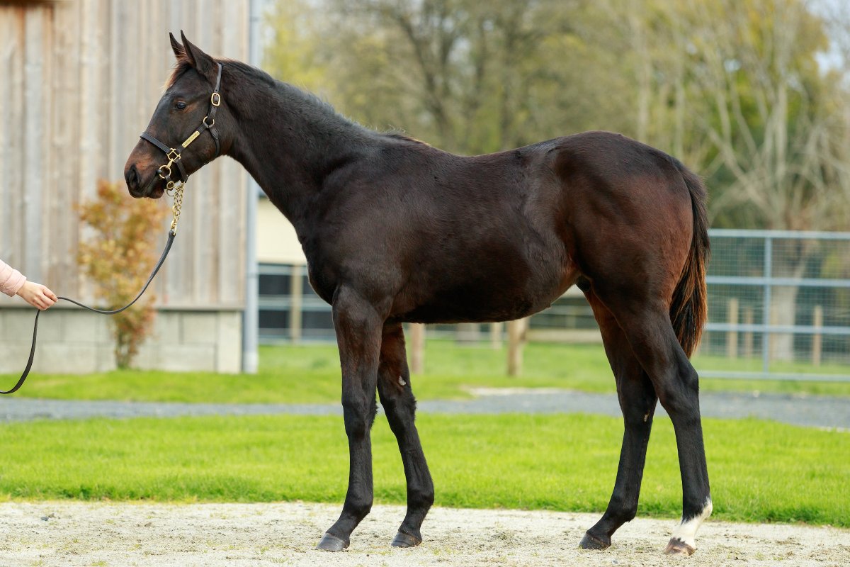 Arcadia Elevage tweet media