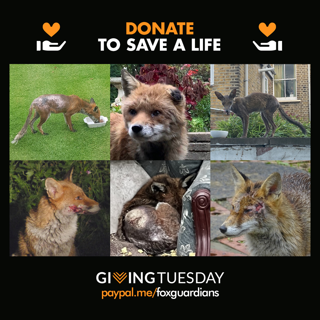 foxguardiansuk's tweet image. These are some of the precious #fox lives we saved in 2022! 🦊 We could not have done this without you! Right now we need your support more than ever. If you are able to-please donate towards monitoring kit, fox food and -treatments foxguardians.co.uk/donate/🙏 #GivingTuesday RT💞