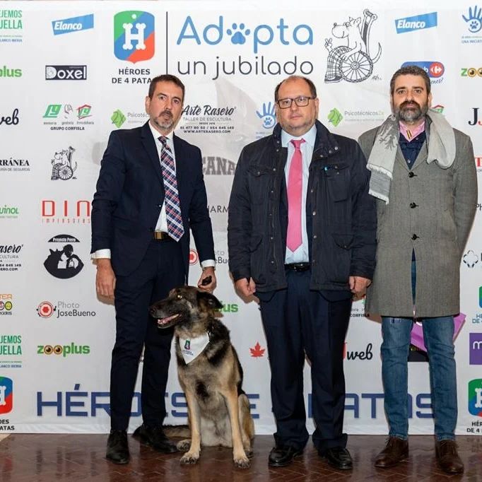 victor_fuertes_'s tweet photo. 🐕‍🦺@madrid_wcc apoya la campaña que anima a la adopción de perros que han prestado servicio a los Cuerpos y Fuerzas de Seguridad del Estado. @heroesde4patas
@policianacional 
@policiademadrid 
@bomberosmad 
@guardiacivil062 
@proteccioncivilesp 

https://t.co/8HYlJJRmsy https://t.co/J9wG3rVDGm