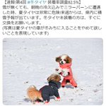 真面目か不真面目か!国交省の冬用タイヤ装着呼びかけがなぜか犬!