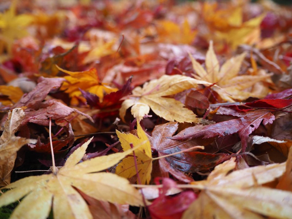 11/27(日)より、
〈檜原とうふちとせ屋〉さんにて
販売を開始しました！

ちとせ屋さんは、払沢の滝付近にある有名な豆腐ドーナツやさんです🍩
素朴でおいしいドーナツは、檜原村に行くたびに買ってしまいます☺️

ゆずぼんも好評につき、売り切れ間近です！
ぜひご賞味ください！

#檜原村 #ちとせ屋