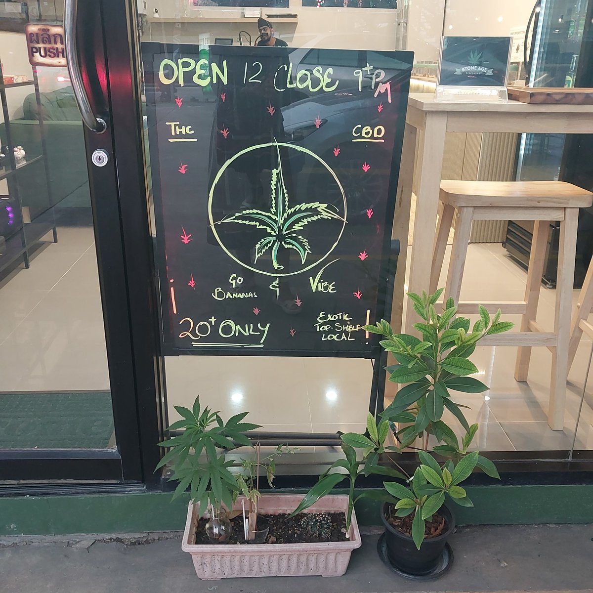 stoneagethai's tweet photo. Some changes...plants ☘️
#seasonchange #plants #changes https://t.co/TIB3x1cqGn