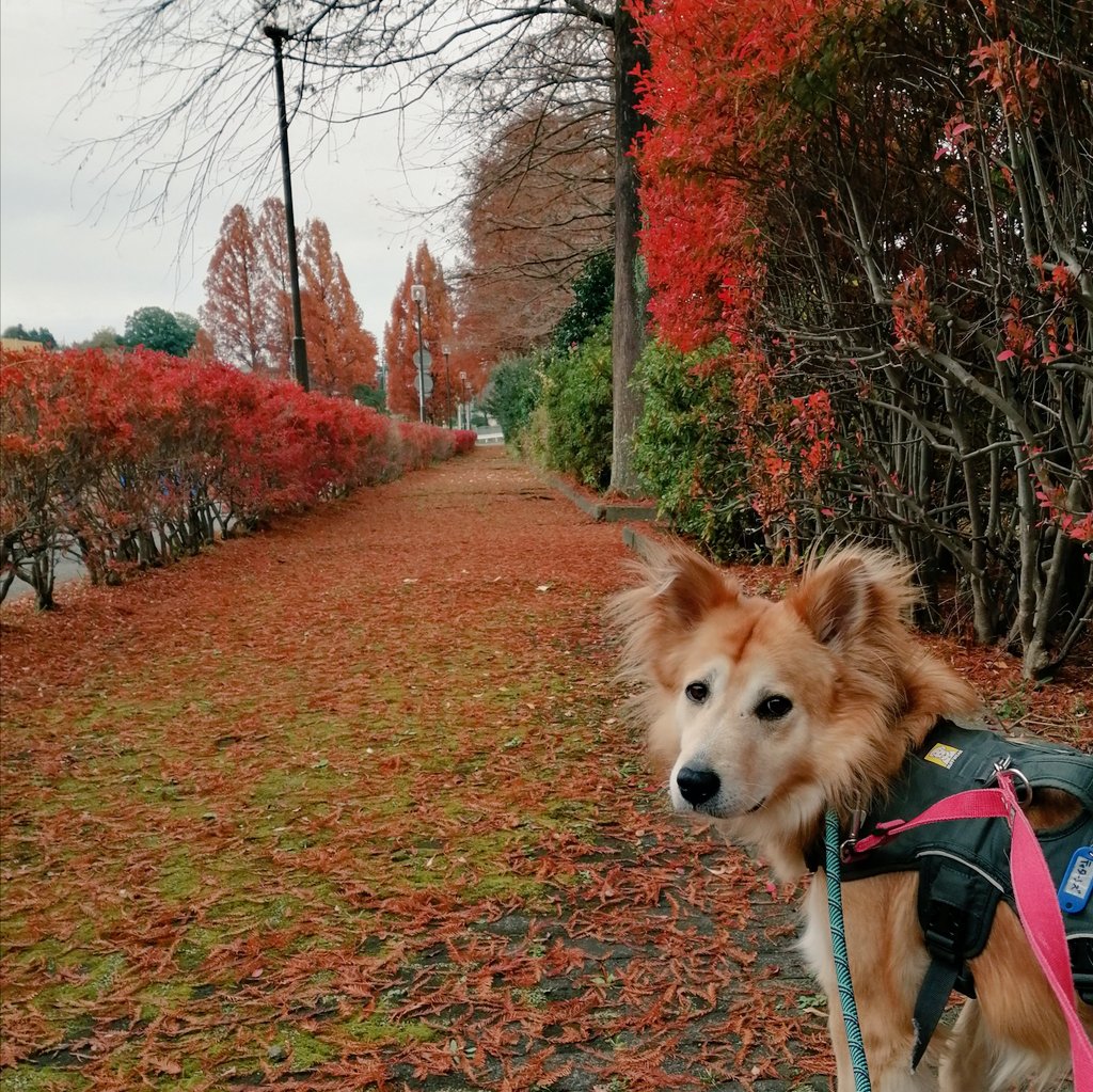 pwj_akiruno's tweet photo. 【🍁真っ赤な秋🍁】
秋も深まり #紅葉 が美しい🍂あきる野✨真っ赤な並木道を散歩する🐶ティターンズ🐶推定6歳の女子💛会いに来てください🍀
🔵#家族募集中 のワンコはこちら🔵
https://t.co/lrStsp2dfY
#ピースワンコ #あきる野譲渡センター #保護犬 #里親募集中 #わんダフルネイチャーヴィレッジ https://t.co/JkXhOcQWXL