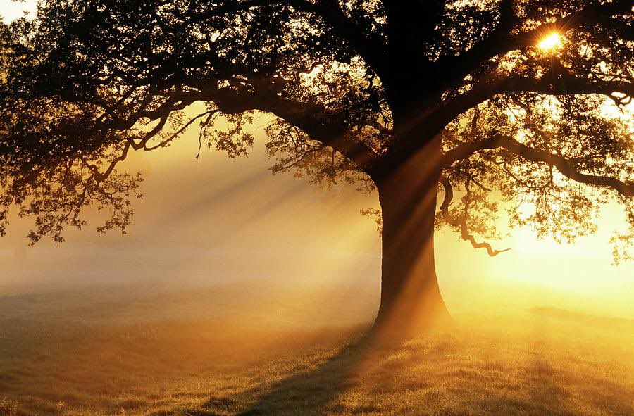 DrLMNelson's tweet image. It’s “Move Like Trees” Monday! This week, let’s all stay grounded AND flexible! Blessed are the flexible, for they shall bend and not break! #MotivationalMonday #LessonsFromNature #StrongandSensible #RootedandReady