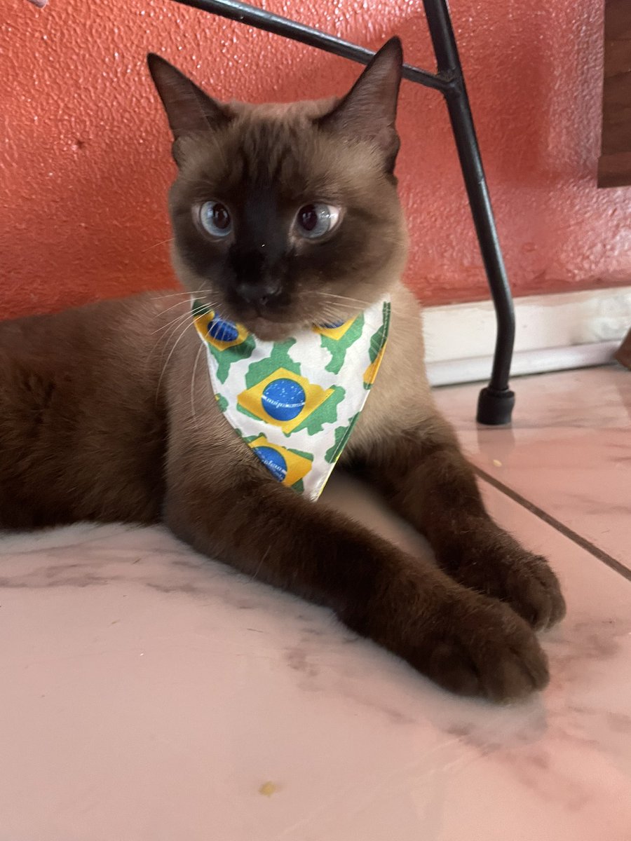 LayzaValleria's tweet photo. Hoje tem Brasil, e nada mais importa. Charlotte já tá no clima. #adote #gatos #gatinhos @BichinhosFB https://t.co/4eQtM1SmKw