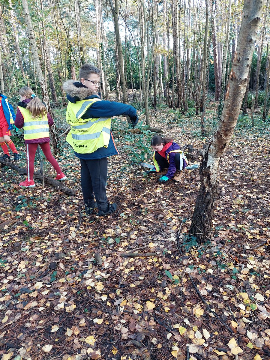 Woodland Routes to Wellbeing tweet media