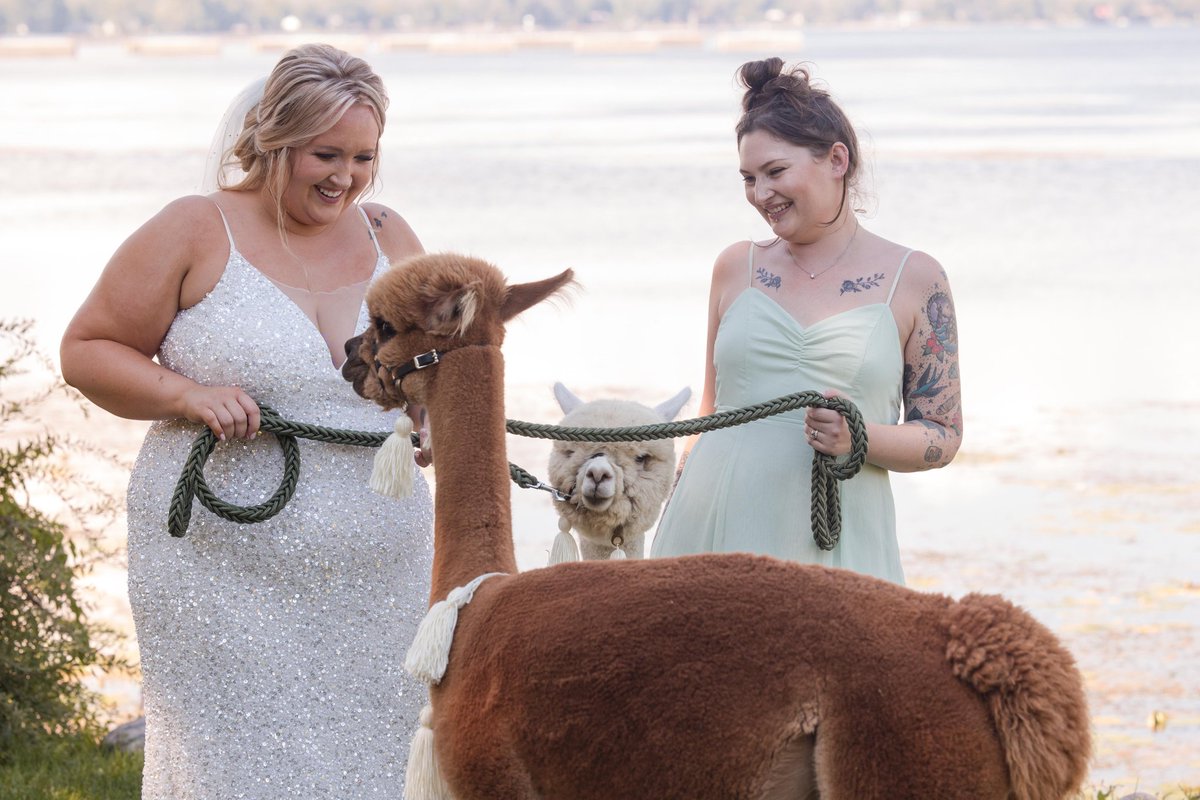 ohalpacas's tweet photo. Enjoy some #behindthescenes fun at a beautiful summer #wedding. Thanks again to this great couple and their family for making us welcome.
#OHalpacas #alpacas #alpacawedding #weddingparty #weddingphotographers #weddingsofinstagram #weddingideas #weddingday #weddingseason https://t.co/3eQDgNuTro