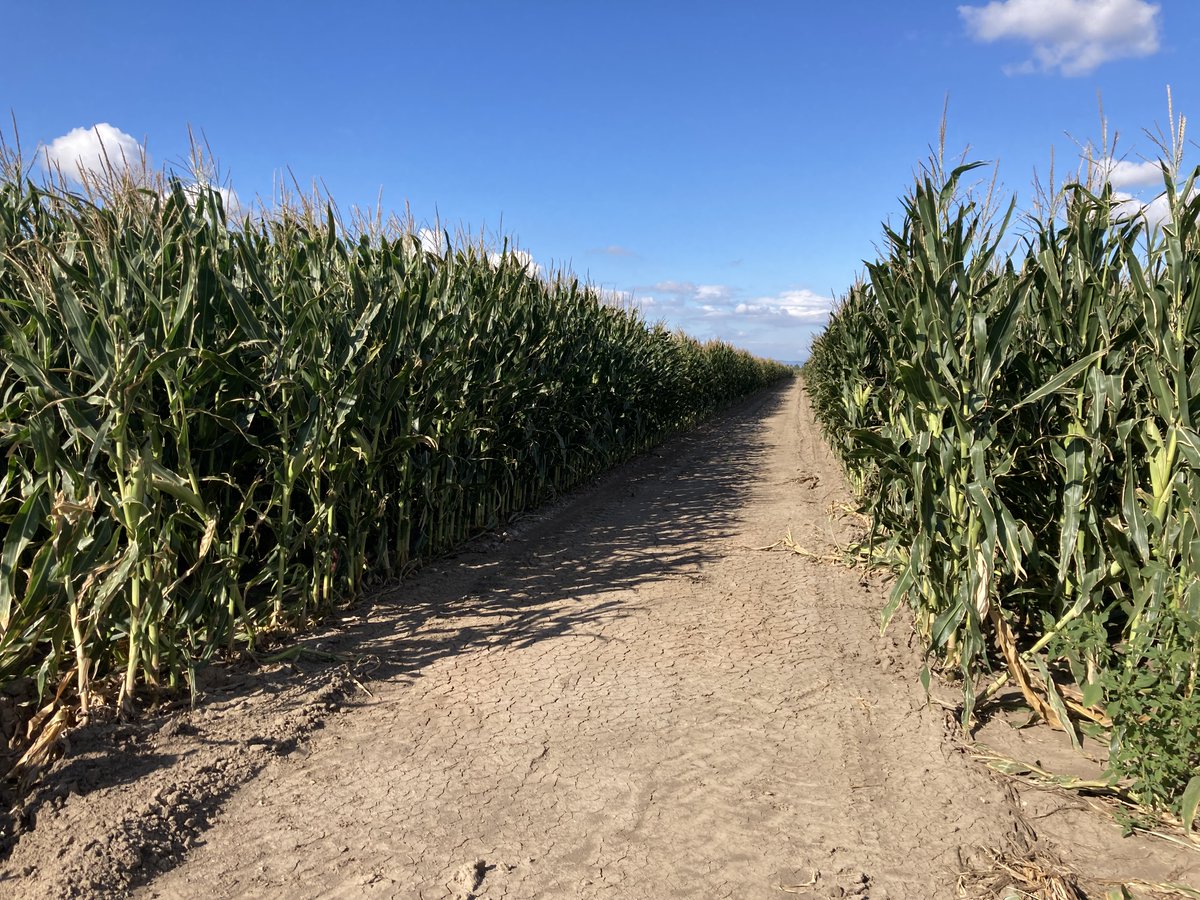 AddFerti's tweet photo. While Sezer is manufacturing the advanced variable rate fertigation (VRFI) machine, the harvest of maize on ADDFerti’s test fields in Turkey started. The yield data will be modeled in the next weeks by the partners from Uludag University in Bursa. https://t.co/1qebAESQcP