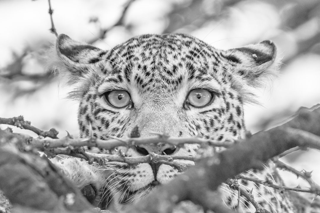 bownaankamal's tweet photo. Marvelous Legend βFigβ | Masai Mara | Kenya
#leopard #leopards #leopardsofafrica #wildlifesafari #safariafrica #safariphotography #naturegrampixels #bigcat #bigcatsofinstagram #bigcatsofinstagram #bigcatsforever #bigcatswildlife #bownaankamal #discoverwildlife https://t.co/yazn8NGia3