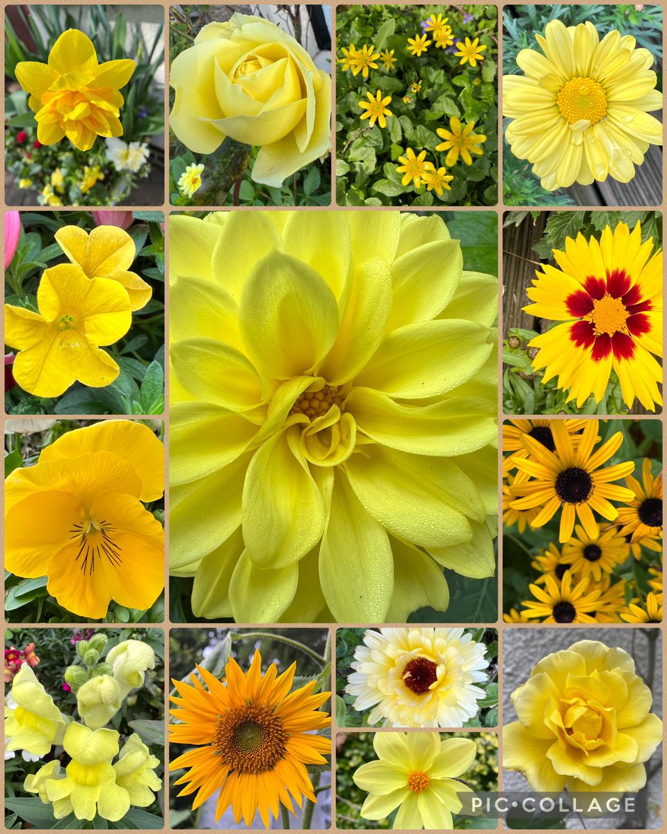 Y is for #yellow, that bring sunshine to our gardens! #AlphabettyBlooms #mygarden #GardeningTwitter #Mondayvibes 💛🌻🐝🌼