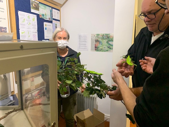 The bugs are back! Thanks to generous local insect enthusiasts we have 12 Malaysian stick insects at the Museum. Can you find them all? Here's Natural Sciences Officer, Sarah, very happily taking delivery!