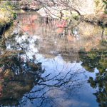 ツイートに含まれる画像