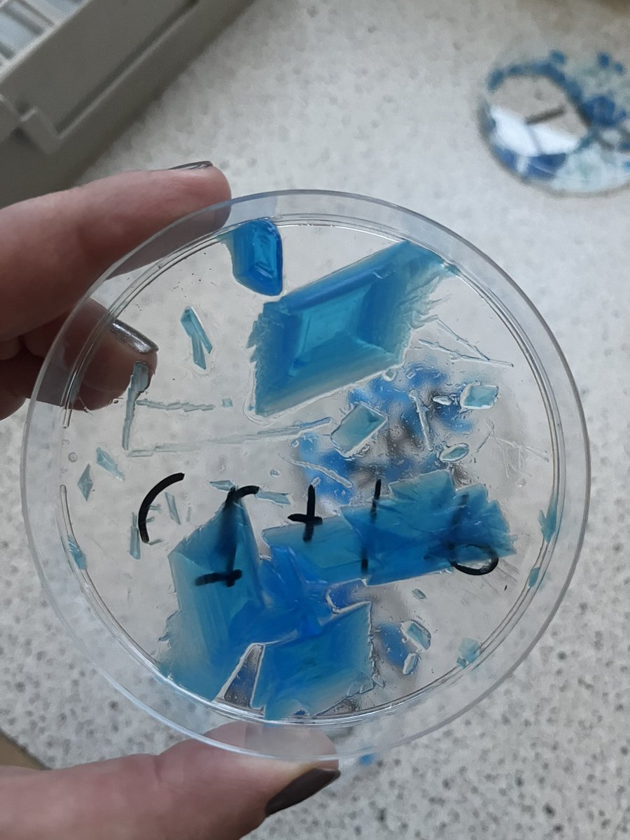Science_SNA's tweet photo. Some great copper sulphate crystal making by Year 10 last week! 🧫🧪🥼 https://t.co/tNFaHKbzlW