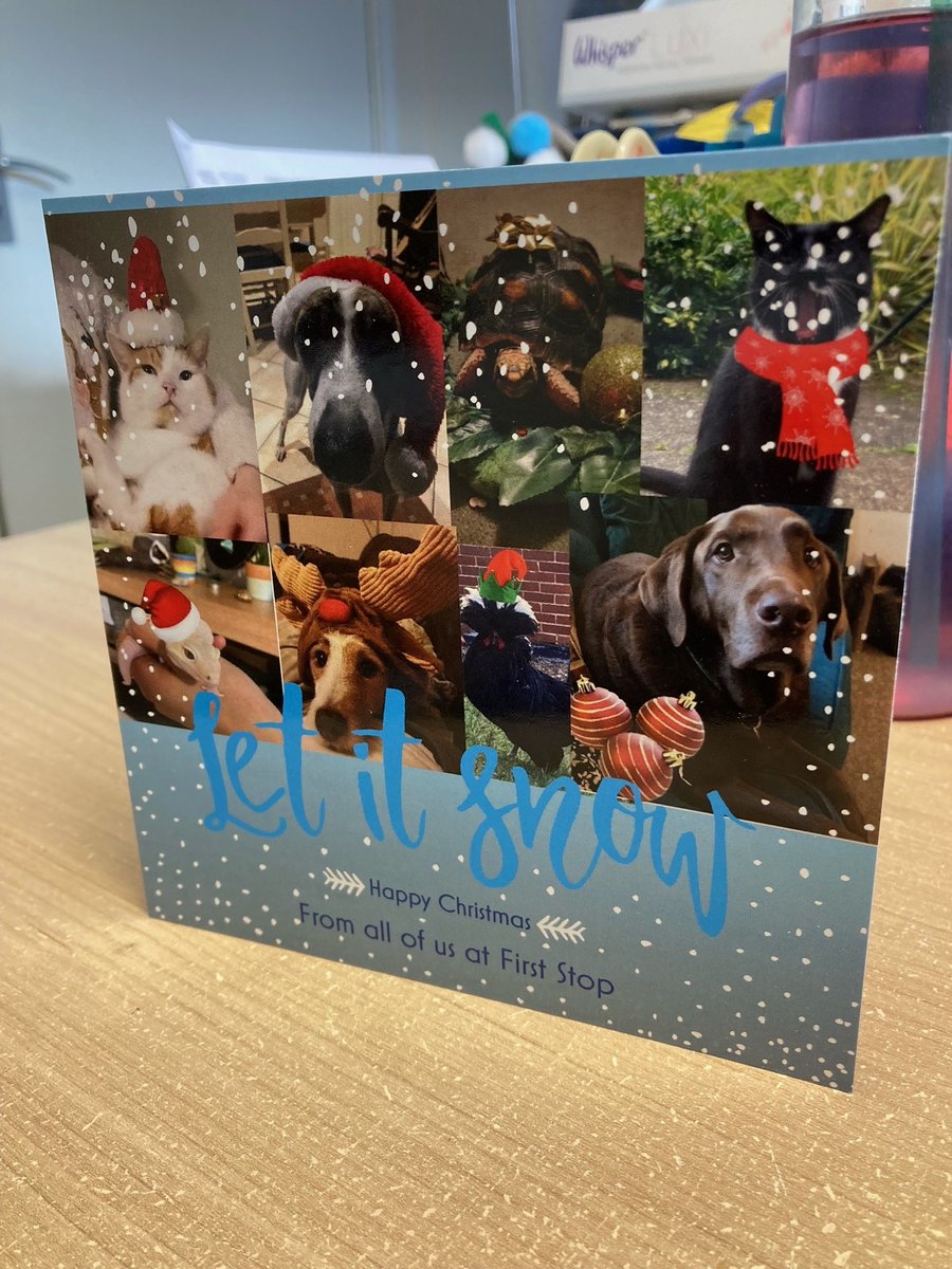FirstStopDorset's tweet photo. Happy Monday everyone. We have our First Stop Christmas cards ready to go out to all our lovely customers. The First Stop pets thoroughly enjoyed their photo shoot. This year we are making a donation to @BCHAnews
#firststopsupplies #BCHA #FSchristmascard #christmas2022 #FSpets https://t.co/78z195DCzX