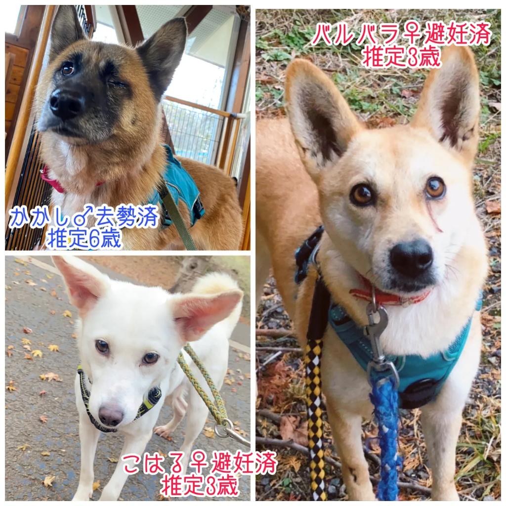 pwj_okayama's tweet photo. 【イベントのお知らせ📢✨】
今週末12/3(土)に、倉敷市にある『ウェルネスドックパーク てけてけ』様にて、譲渡会を開催させていただきます🎵
チャリティーグッズもご用意しております！
みなさまぜひ‼️お立ち寄り下さいね🤗🍀

イベントの詳細はこちら↓
https://t.co/YWdoa8272P

#岡山譲渡センター https://t.co/6TgGEuuxXQ