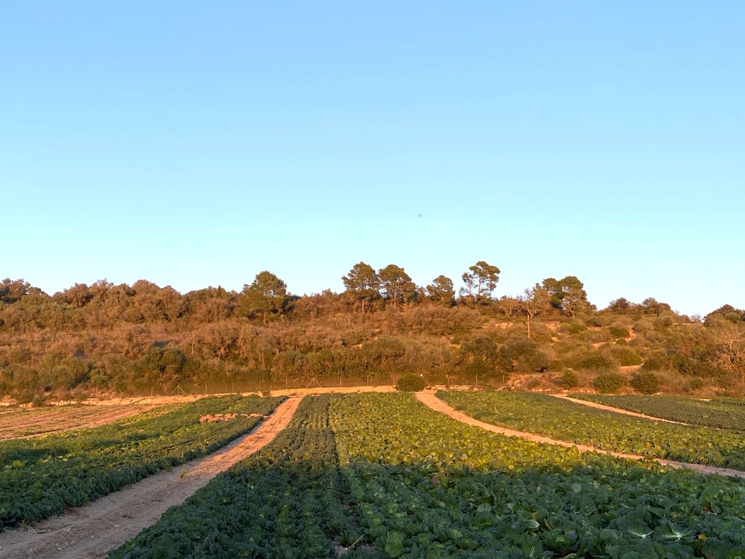 🍁PAISATGE DE MALLORCA. Com diuem els nostres companys de Terracor, "L'agricultura cuida el paisatge, el manté i a més, ens dóna uns fruits preciosos que sense ells no podríem viure. Al comprar, tria producte local" 💚
Terracor @terracor.sat