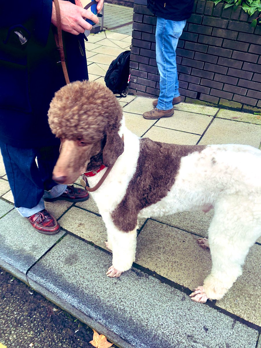 zenscara's tweet photo. Rango the strike corgi and Chadwick the strike poodle!

@UcuUsic @ucu #ucuRISING #UCUstrike #UnionStrong #DogsOnPicketLines https://t.co/ZRw1RClE2M