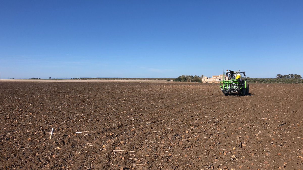 Comenzamos la siembra de nuestra red de ensayos de #cereal de invierno en la localidad de Ecija ⁦⁦<a href="/CoesagroEcija/">Coesagro</a>⁩