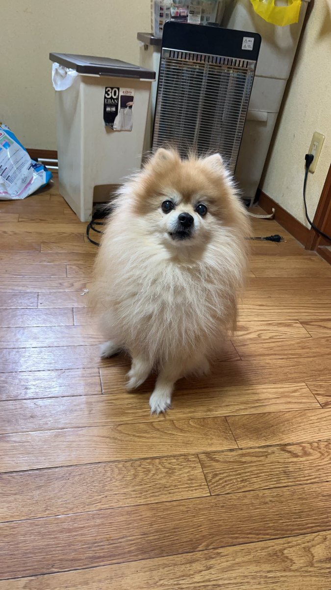 suikamanb's tweet photo. 本当に今までありがとう、先に待っててね。 https://t.co/1iK4LBuRd8