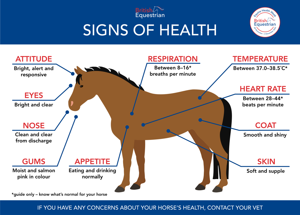 BritEquestrian's tweet photo. Do you know how to spot a healthy horse? Roly Owers, vet and CEO of @HorseCharity, shares what signs you should be looking for in your horse. 

If you have any concerns about your horse's health, make sure to speak to your vet. 

#EquineHealthWeek22 https://t.co/7mHwy255Hv