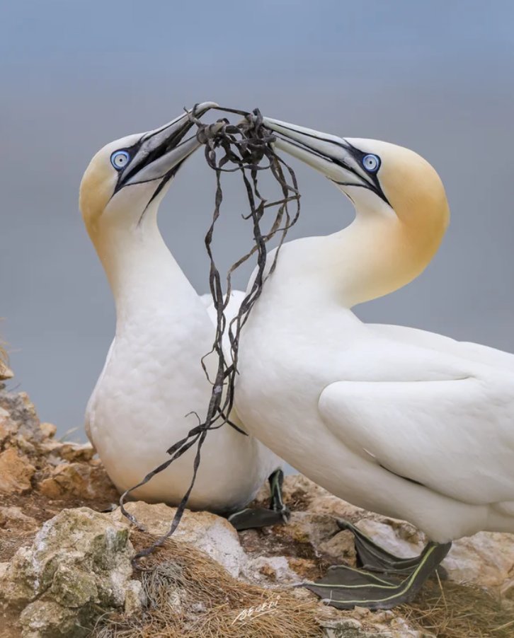 Top Wild Bird Photo Award. This week's theme - Plungers. Plungers are mostly made up of seabirds, they find food by flying over water & when they spot something they dive down to retrieve it. 📷 Northern Gannets captured by Edwin Godinho in the UK. wildbirdrevolution.org
