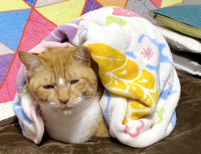 雑にタオルケット掛けたら何か不満そうな猫 