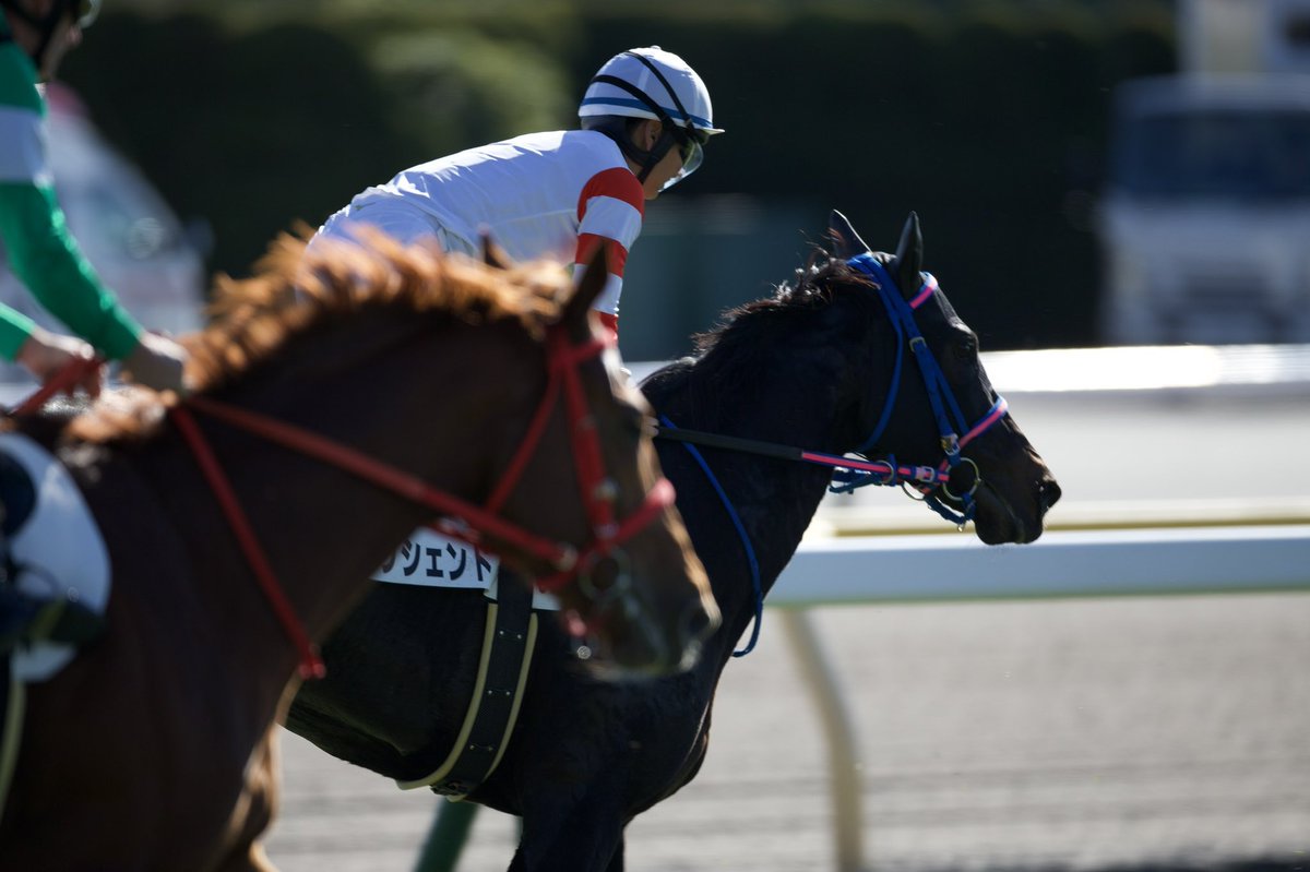 cvt_march's tweet photo. 11.27
東京6R メイクデビュー 芝1800m
#クレッシェンド
父 #ドレフォン #Drefong
母 #キープレイヤー #KeyPlayer
母父 #メイショウボーラー #MeishoBowler
騎手 #原優介 騎手
馬主 #下河邉博 様
生産 #下河辺牧場 様
ほろ苦いデビュー戦、今度は母と同じ中山で
段々と強く、大きく… https://t.co/bZL4opLpE6