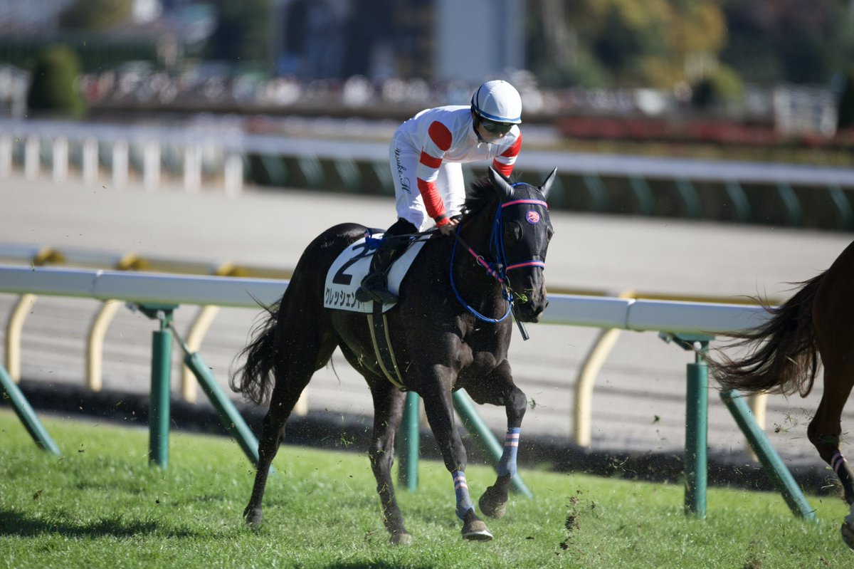 cvt_march's tweet photo. 11.27
東京6R メイクデビュー 芝1800m
#クレッシェンド
父 #ドレフォン #Drefong
母 #キープレイヤー #KeyPlayer
母父 #メイショウボーラー #MeishoBowler
騎手 #原優介 騎手
馬主 #下河邉博 様
生産 #下河辺牧場 様
ほろ苦いデビュー戦、今度は母と同じ中山で
段々と強く、大きく… https://t.co/bZL4opLpE6