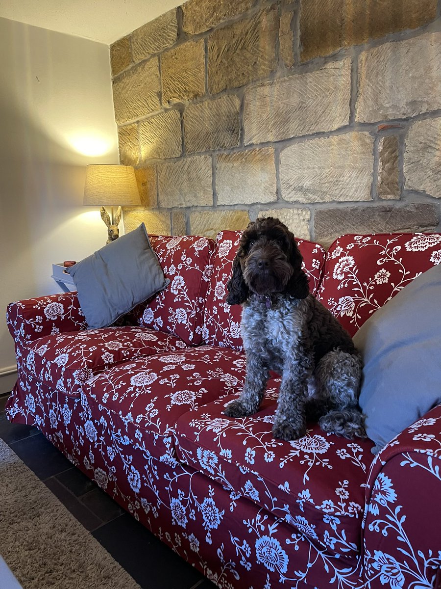 pauljonesking's tweet photo. @IKEAUK the only place you can order a sofa at 4pm on a Sunday and it arrives before 11am the next day #ikeagateshead #cottagestyle #northyorkshirecoast https://t.co/XCDIWJbiVP