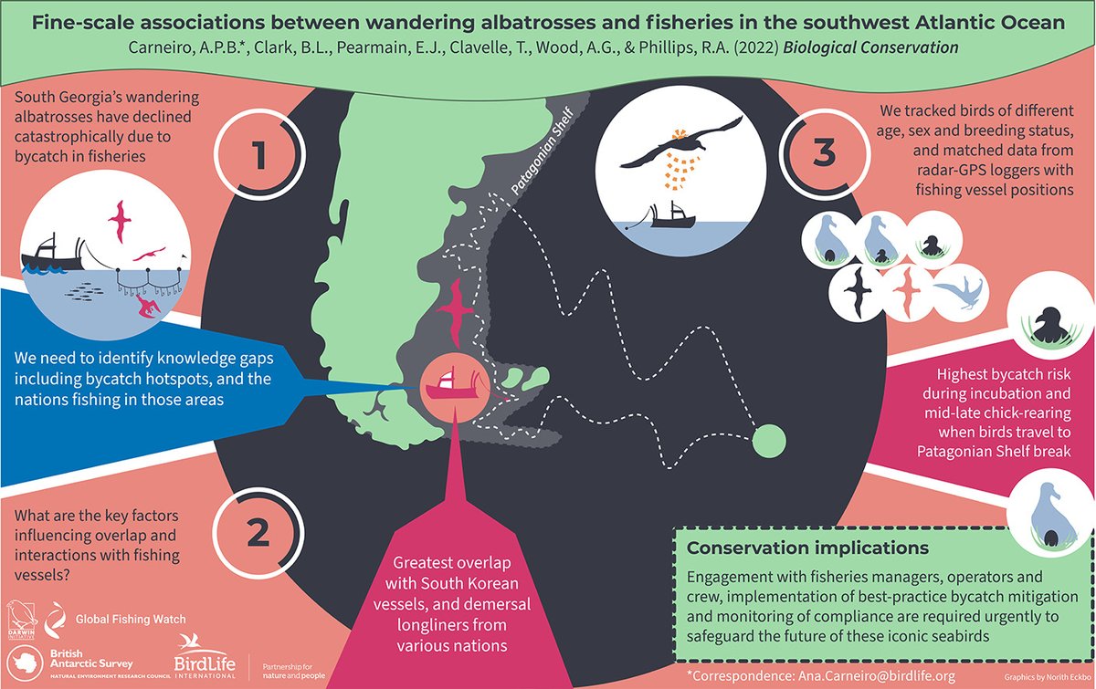 BirdLife Marine (@birdlifemarine) on Twitter photo Fine-scale associations revealed between wandering albatrosses and fisheries in the southwest Atlantic Ocean.
New paper from our collaboration with <a href="/BAS_News/">British Antarctic Survey 🐧</a> & <a href="/GlobalFishWatch/">Global Fishing Watch</a> funded by @Darwin_Defra.
#BirdLifeScience #Ornithology #Seabirds
Read: doi.org/10.1016/j.bioc… Fine-scale associations revealed between wandering albatrosses and fisheries in the southwest Atlantic Ocean.
New paper from our collaboration with <a href="/BAS_News/">British Antarctic Survey 🐧</a> & <a href="/GlobalFishWatch/">Global Fishing Watch</a> funded by @Darwin_Defra.
#BirdLifeScience #Ornithology #Seabirds
Read: doi.org/10.1016/j.bioc…