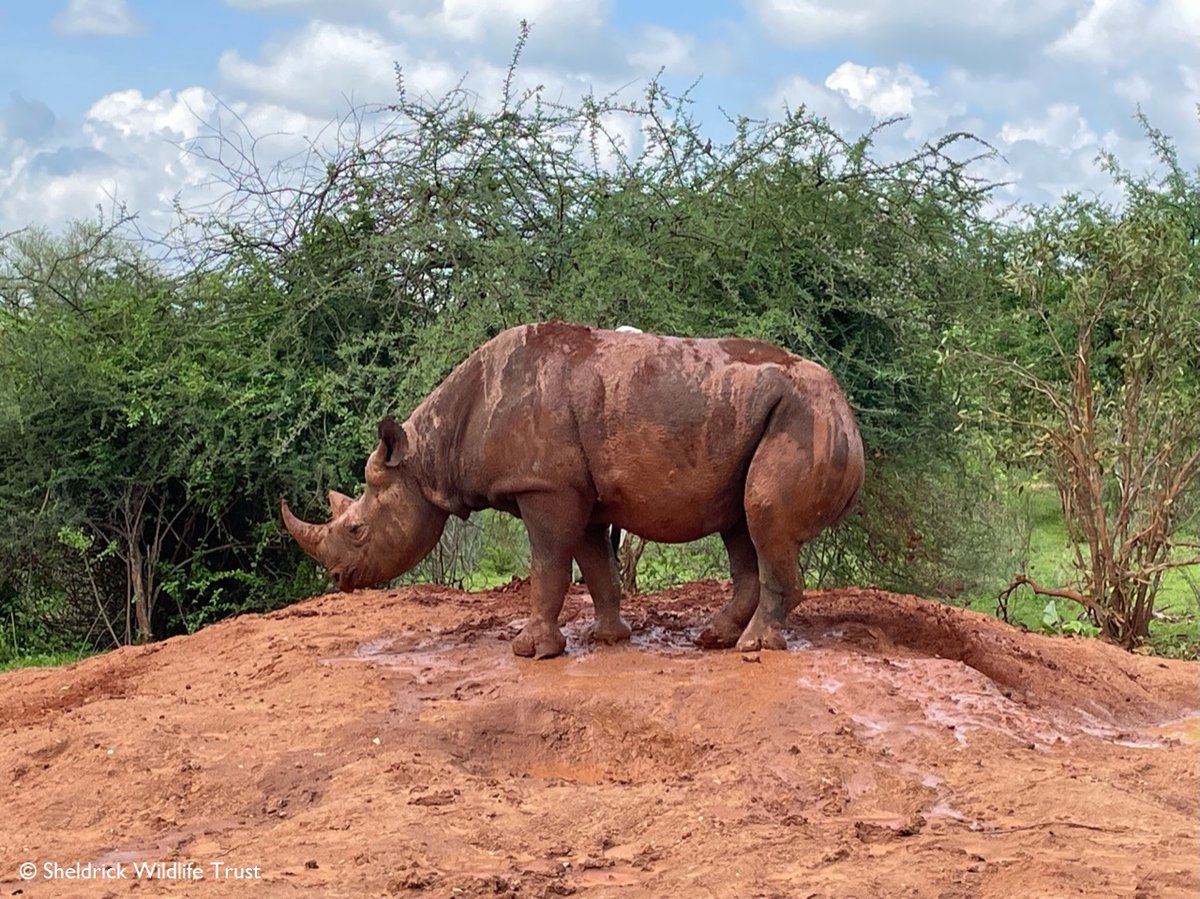 SheldrickTrust's tweet photo. Indulging in a mud bath in 4 easy stages, according to Apollo. https://t.co/SzesIEzXQx https://t.co/lrh6lKfONf