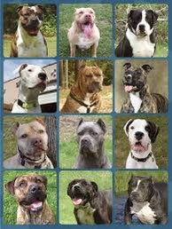 Niall_Boylan's tweet photo. After recent dog attacks in Ireland and the UK Should there be more restrictions on owning a bull breed of dog? https://t.co/jcoafogpeE