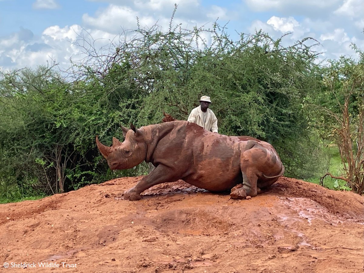 SheldrickTrust's tweet photo. Indulging in a mud bath in 4 easy stages, according to Apollo. https://t.co/SzesIEzXQx https://t.co/lrh6lKfONf